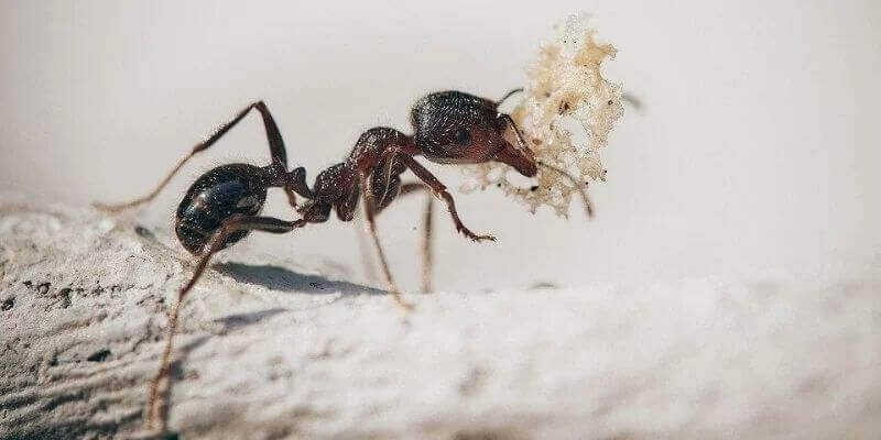 eliminar hormigas